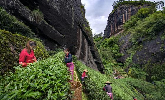 在福建省武夷山的一个茶园里，采茶工人正在采摘茶叶。